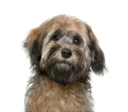 Havanese puppy (4 months old) in front of a white background