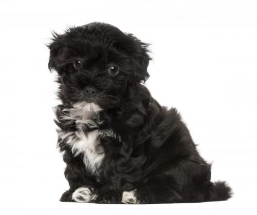 Havanese puppy (alt/title)