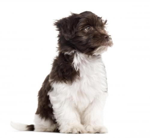 Havanese puppy (alt/title)